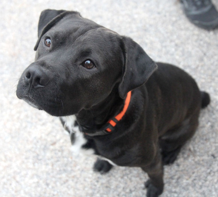 United Way - Emancipet Dogs